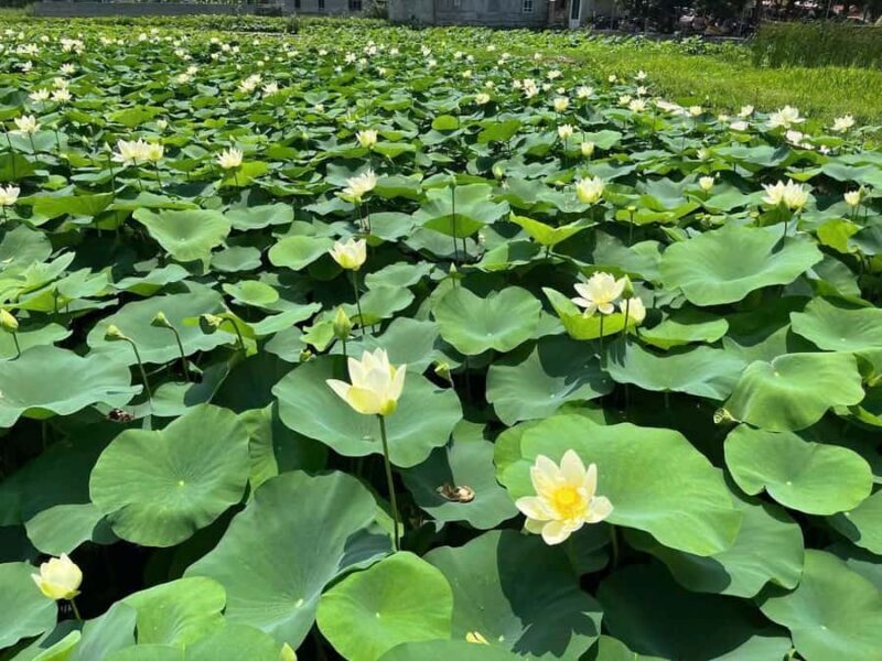 Ninh Binh Tour : Mua Cave, Bich Dong, Hoa Lu & Trang An - Final Thoughts
