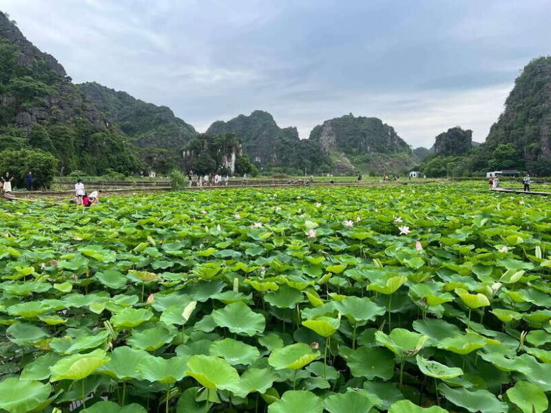 Ninh Binh Trang An, Mua Cave, Cuc Phuong National Park Tour - Key Points