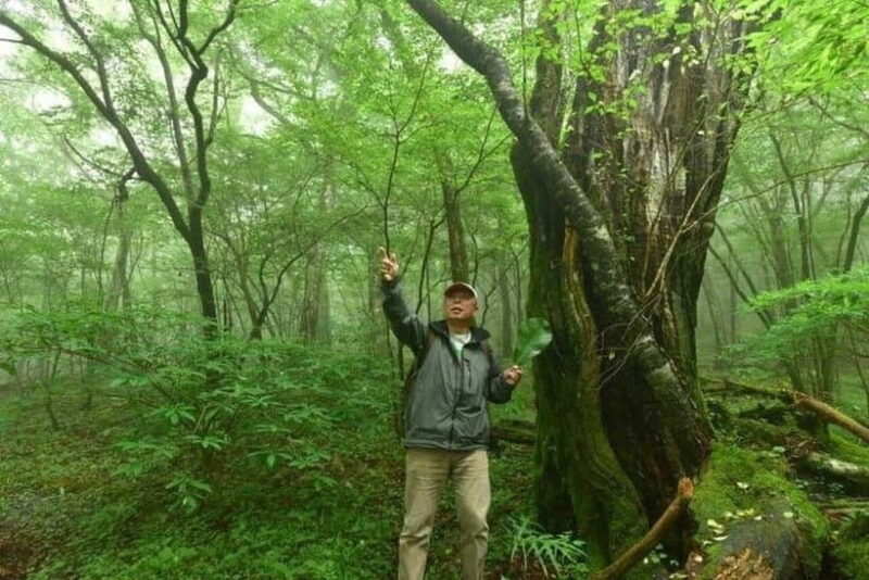 Nishiusuzuka: Fuji Forest Hiking Tour with Guide & Transfer - Who Will Love This Experience?