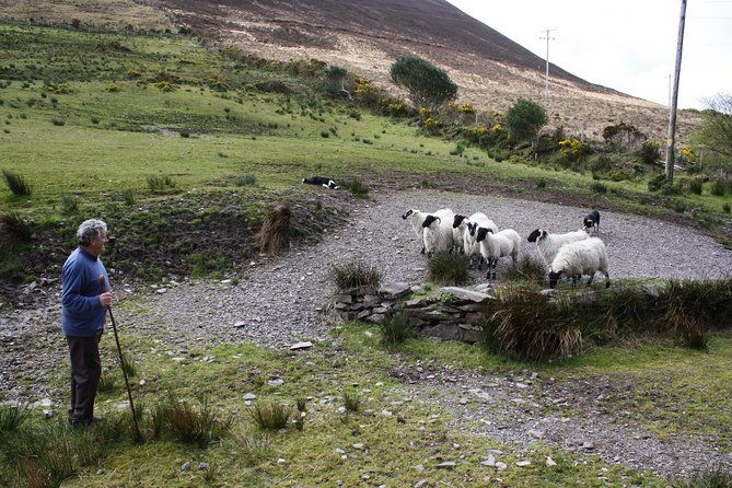 no-1-ring-of-kerry-tour-inc-killarney-lakes-national-park