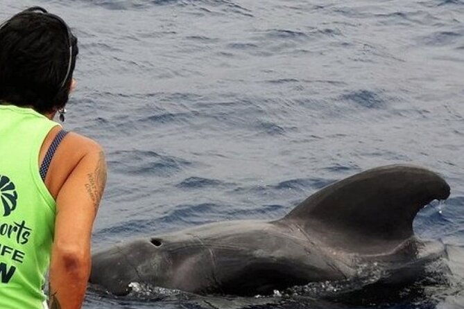 no-chase-whale-dolphin-tour-putting-marine-life-first-we-care