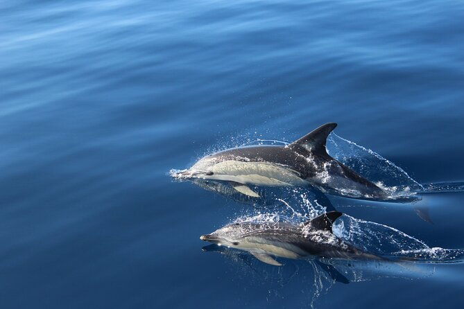 no-chase-whale-dolphin-tour-putting-marine-life-first-we-care