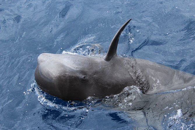 no-chase-whale-dolphin-tour-putting-marine-life-first-we-care