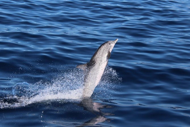 no-chase-whale-dolphin-tour-putting-marine-life-first-we-care