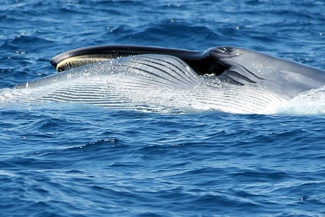 no-chase-whale-dolphin-tour-putting-marine-life-first-we-care