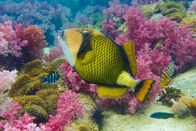 No Rush Morning & Afternoon 5 Stop Snorkeling tour for Koh Tao - Who Should Book This Tour?
