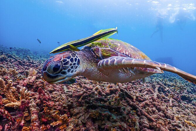 No Rush Morning & Afternoon 5 Stop Snorkeling tour for Koh Tao - Final Thoughts