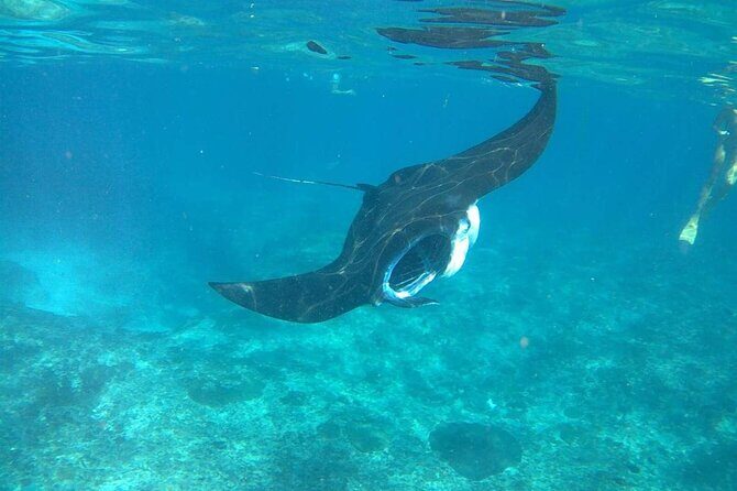 No:#1. Penida Island Tour And Snorkeling With Manta - Pricing and Overall Value
