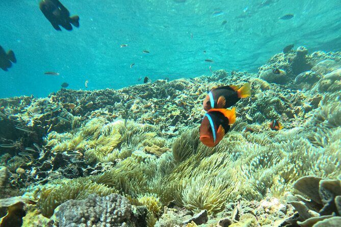 No:#1. Penida Island Tour And Snorkeling With Manta - Who Should Consider This Tour?