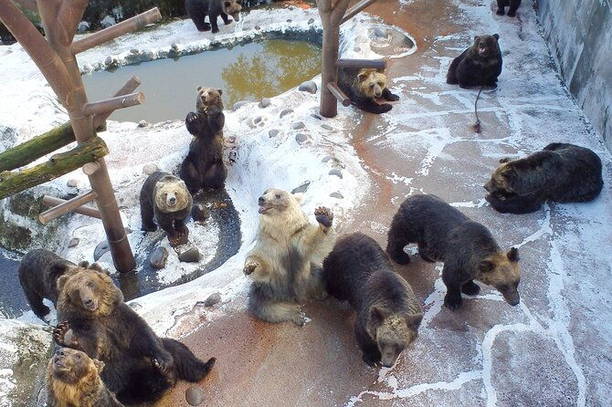noboribetsu-bear-park-admission-ticket-hokkaido