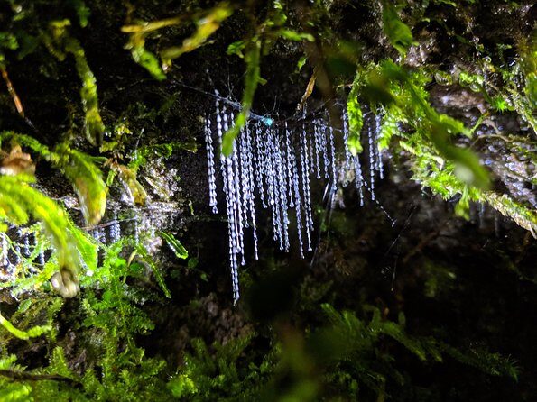 Nocturnal adventure Glow-worm tour - The Drive to the Trailhead