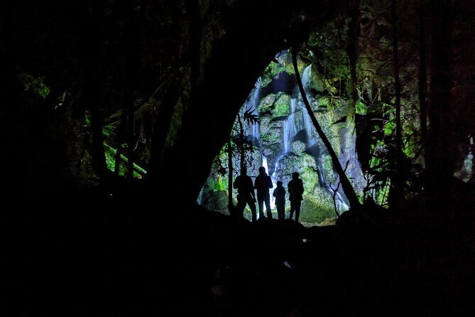 Nocturnal adventure Glow-worm tour - The Highlight: Glowworm Illumination