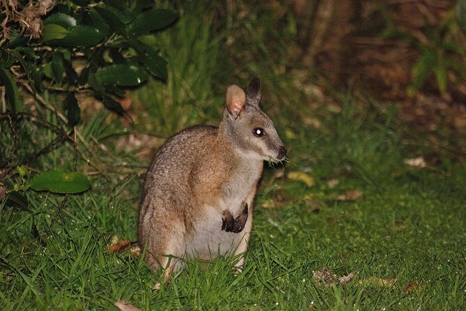 Nocturnal adventure Glow-worm tour - Wildlife & Nighttime Encounters