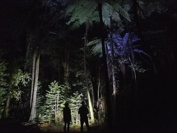 Nocturnal adventure Glow-worm tour - Practical Details & What You Need to Know