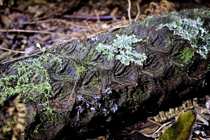 Nocturnal adventure Glow-worm tour - Why This Tour Offers Great Value