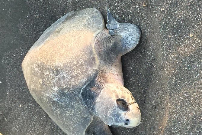 nocturnal-turtles-watching-near-tamarindo-beach