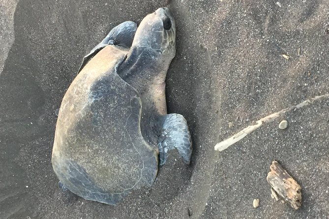 nocturnal-turtles-watching-near-tamarindo-beach