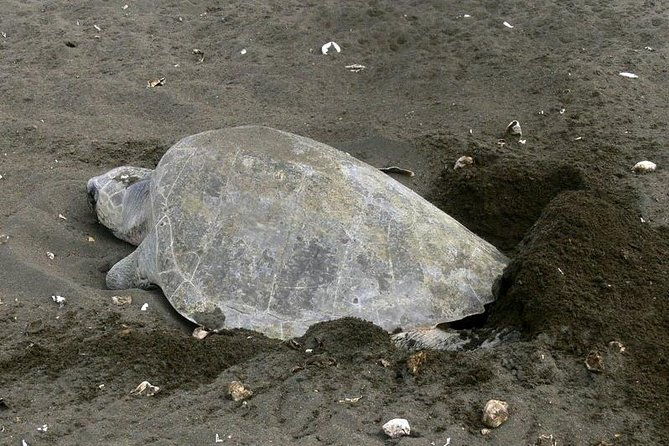 nocturnal-turtles-watching-near-tamarindo-beach