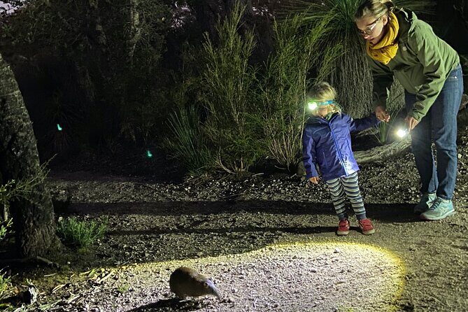 Nocturnal Wildlife Tour from Busselton or Dunsborough - Key Points