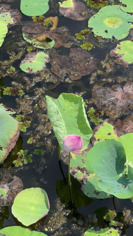 None Shopping Mekong Delta Tan Lap Floating Village Tour - An Authentic Day in Tan Lap Floating Village