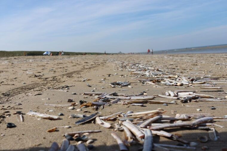 noordwijk-beach-and-dunes-bike-tour