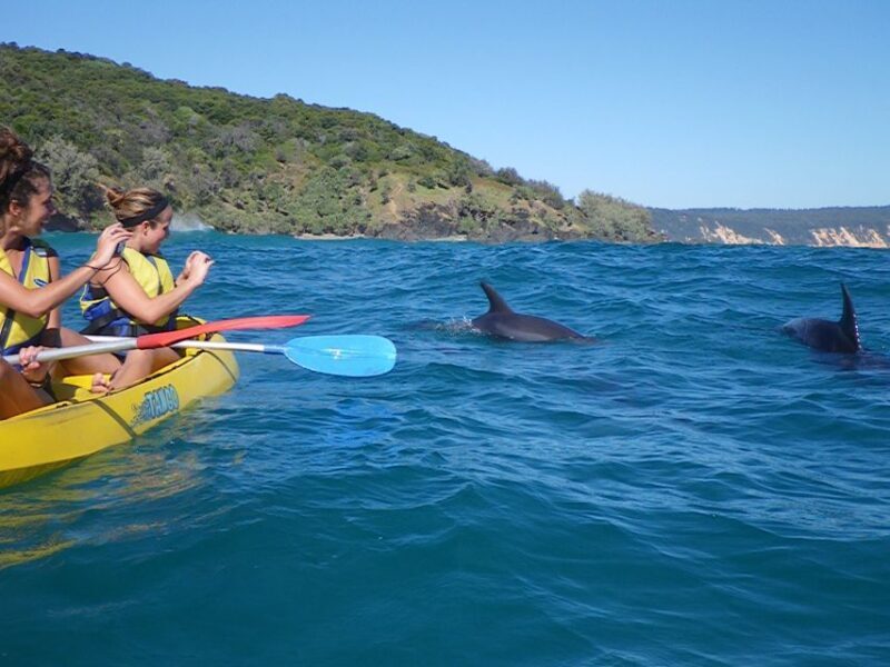 Noosa: Dolphin Sea Kayak & Beach 4X4 Tour (in National Park) - The Beach and Wildlife Experience