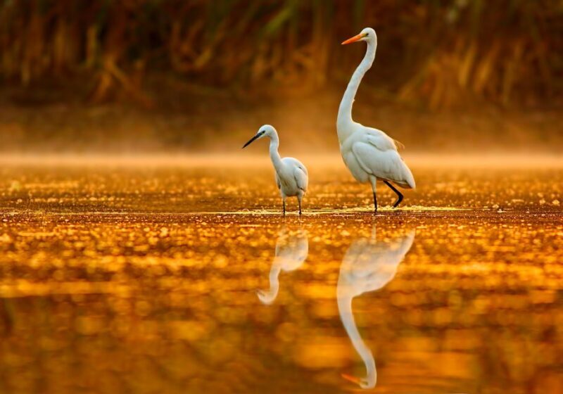 Noosa: Everglades Explorer Cruise - The Sum Up