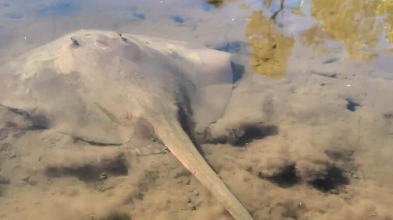 Noosa Heads: Hidden Waterways Wildlife Kayak (Fully Guided) - What We Love About This Experience