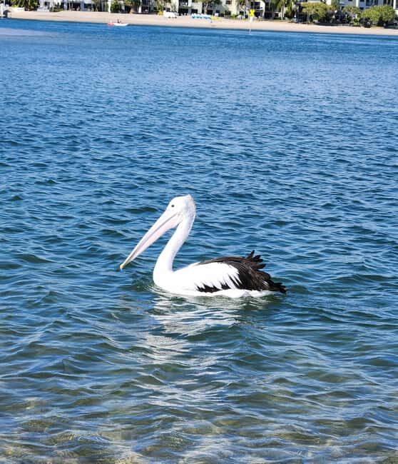 Noosa Heads: Hidden Waterways Wildlife Kayak (Fully Guided) - Final Thoughts