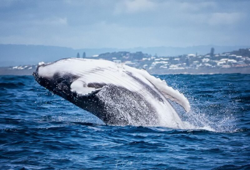 Noosa: Humpback Whale Watching Tour - Why This Tour Could Be Just Right for You