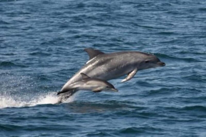 Noosa: National Park and Dolphin Watching Safari - Why You’ll Love This Dolphin Safari