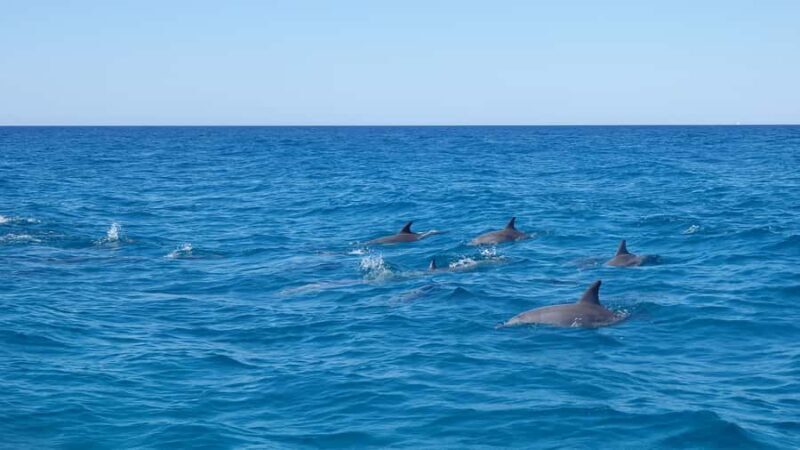Noosa: Noosa Ocean Adventure with Dolphin Watching - Authentic Insights from Reviewers