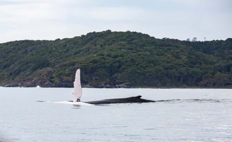 Noosa: Noosa Whale Watching Tour - The Itinerary: What to Expect