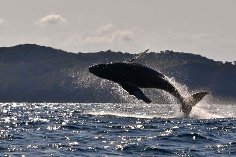 Noosa: Noosa Whale Watching Tour - Additional Natural Sights