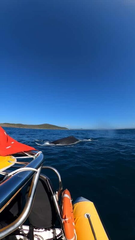 Noosa: Noosa Whale Watching Tour - Wildlife Encounters Beyond Whales