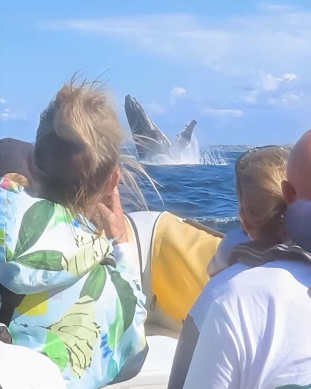 Noosa: Noosa Whale Watching Tour - Customer Experience and Review Highlights