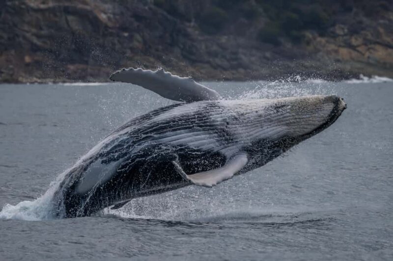Noosa: Ocean Adventure & Dolphin Safari - Who Should Book This Tour?