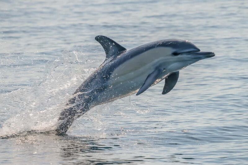 Noosa: Ocean Adventure & Dolphin Safari - The Sum Up