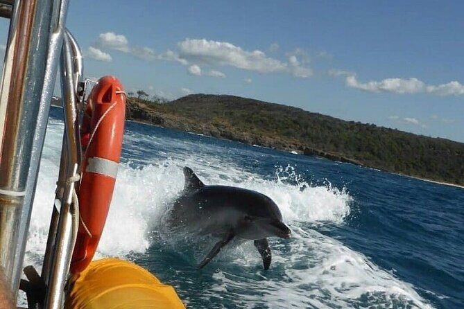 Noosa ocean adventure & Dolphin safari. - What to Expect from the Experience