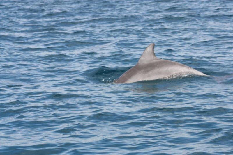 Noosa Ocean adventure & Dolphin Safari. - An Introduction to Noosa Ocean Adventure & Dolphin Safari
