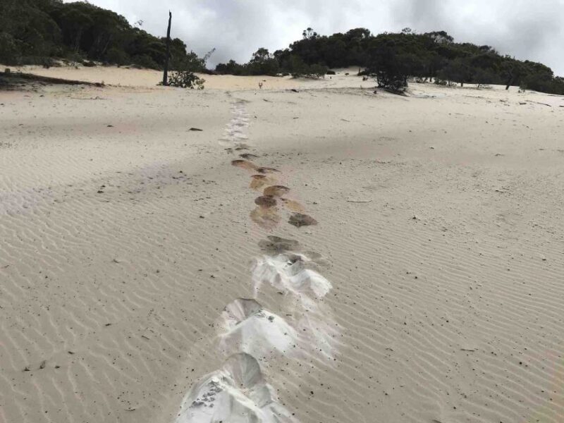 Noosa: Rainbow Beach Tour via Noosa Hinterland and Cooloola - Final Thoughts