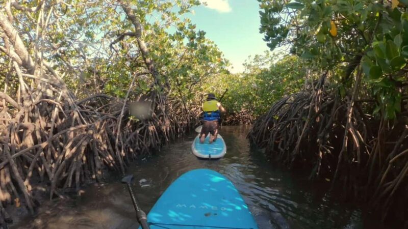 Noosa Stand Up Paddle & Mangrove Tunnel Tour (Self Guided) - The Experience: What to Expect