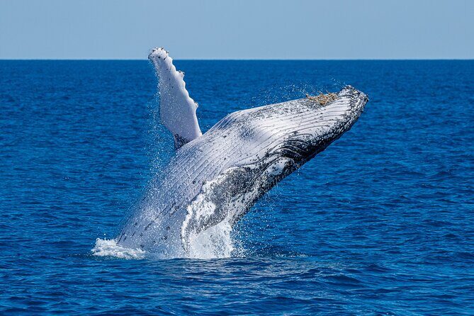 Noosa Whale Watching Adventure Cruise - Who Should Choose This Tour?