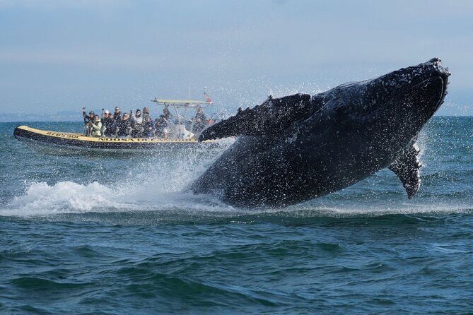 Noosa Whale Watching Cruise  Humpback Whale Adventure - Exploring the Noosa Whale Watching Experience in Detail