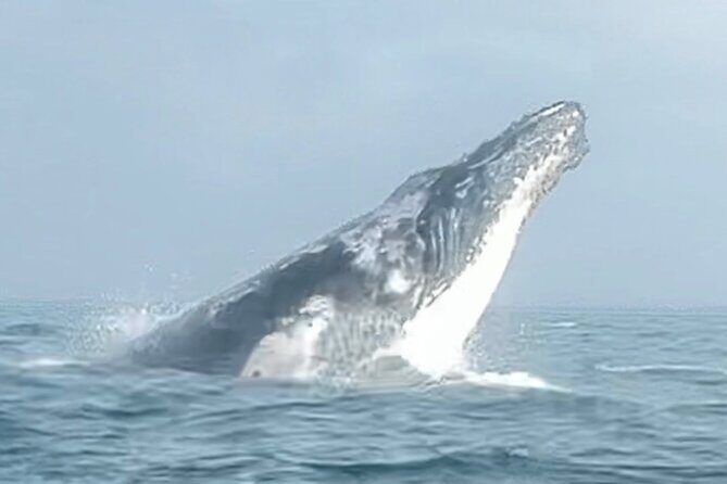 Noosa Whale Watching Cruise  Humpback Whale Adventure - Final Thoughts