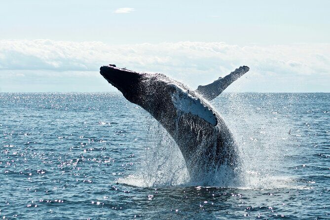 Noosa Whale Watching Tours - In-Depth Look at the Itinerary