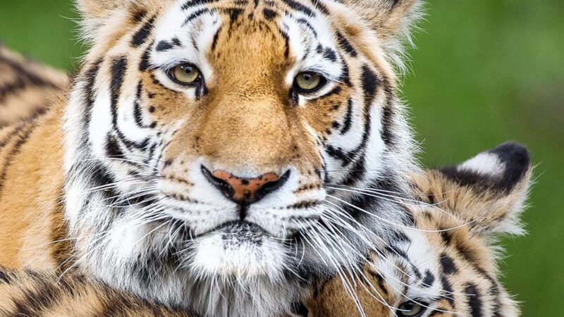 nordens-ark-entry-ticket