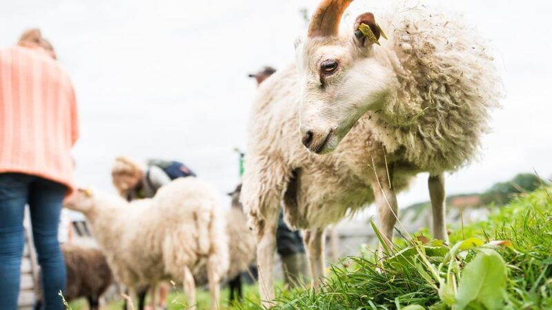 nordens-ark-entry-ticket