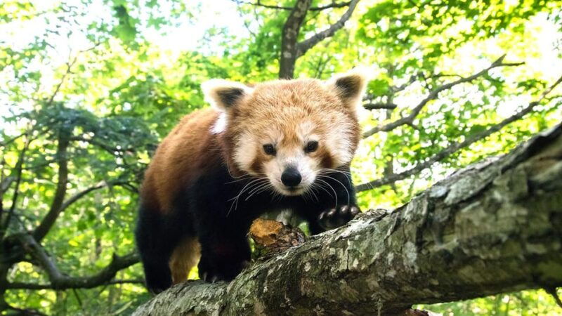 nordens-ark-entry-ticket