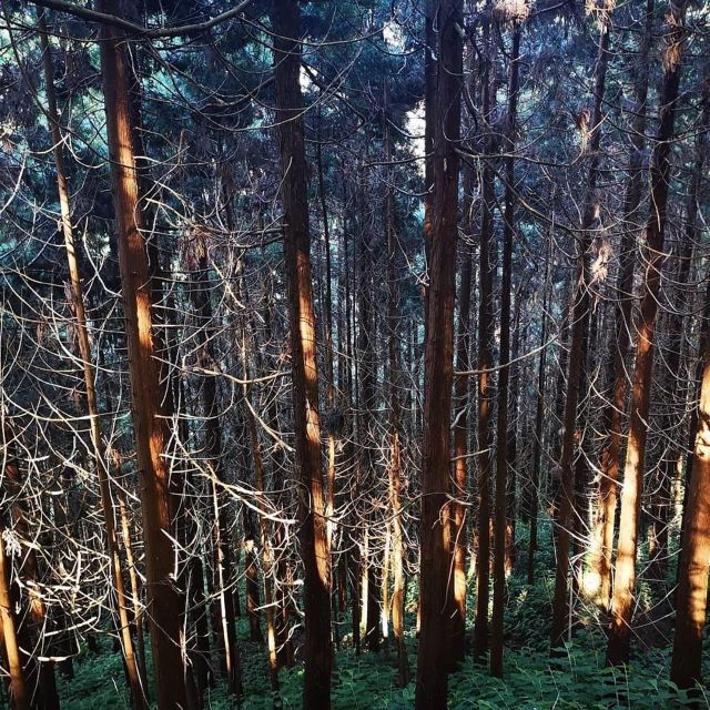 nordeste-waterfalls-half-day-hike